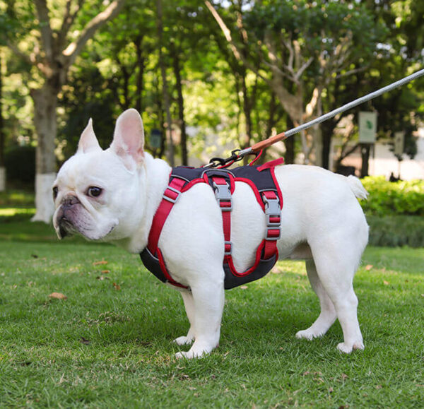 Pet harness - Image 5